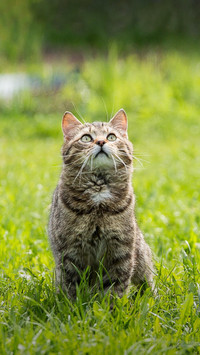 猫咪的抓咬行为