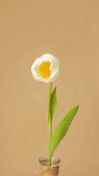 Tulips come in different colors
