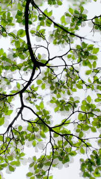 Tree's Leaves