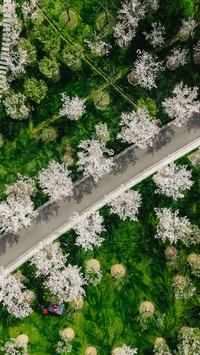 A highway where cherry blossoms flutter
