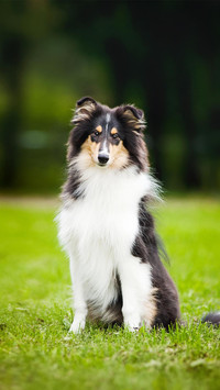 Dog228