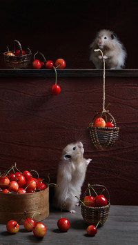 Hamster feeding tips