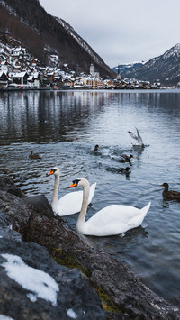 Swans on the austrian lake