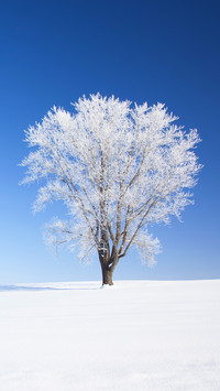 雪白之境