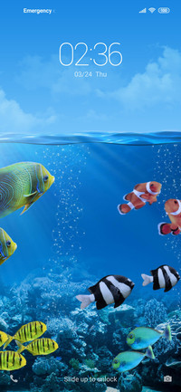 Fish NY