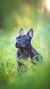 Small French bulldog sitting in grass against sunset