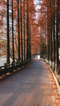 Metasequoia glyptostroboides brings winter