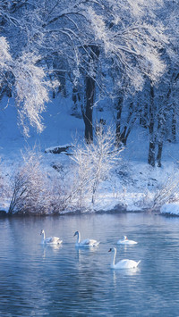 Swans in Snowy Lake