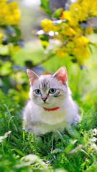 猫最感兴趣的气味