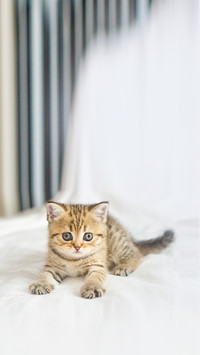 Kitten Scottish straight cat looking at camera