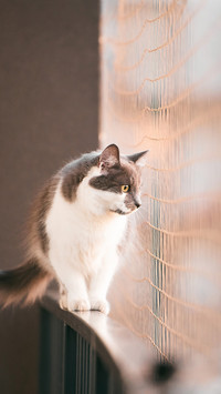 Balcony Adventurous Cat with Safety Net
