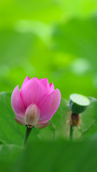 The lotus shadows of the old summer palace linger in my