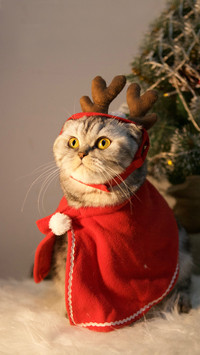 Domestic pet cat terrestrial