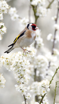 Cute animals-06