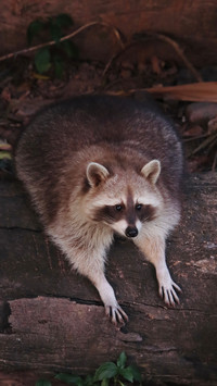 A little raccoon lying down to rest