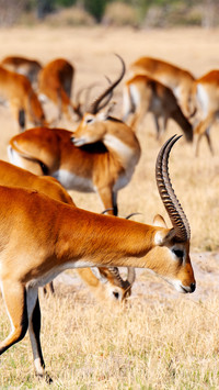 The blackspotted antelope on the grassland