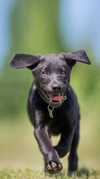 How to cultivate a dogs footside companion 07