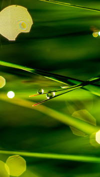 Spring scenery-07