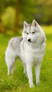 Dog for the elderly and children 4