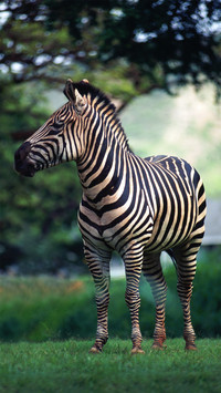 Why zebras have never been human domestication 8