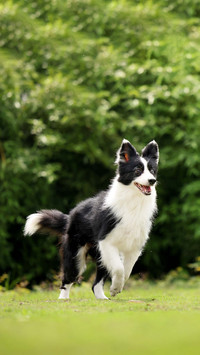The worlds most powerful shepherd dog