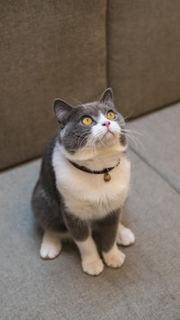 Four kinds of toys that cats like to play with 68