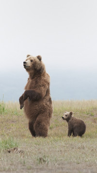The hunters gun was stolen by the bear