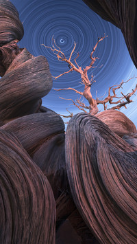 The threaded dead wood can be seen in the starry river