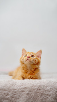 Orange cat look up, a cute orange kitten takes the spotlight