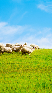 Green eye protection prairie wallpaper