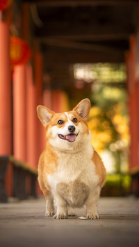 Why do you want to walk the dog 4