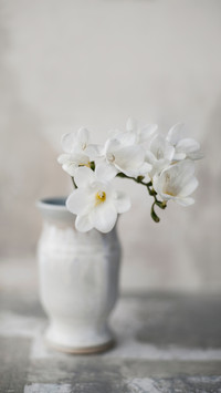 Still Life Photography of classical white flowers