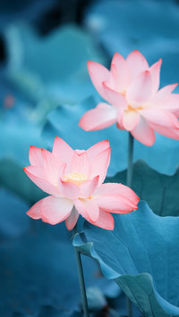 梦里花落知多少