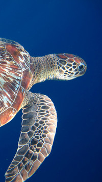 swim sea turtle legs