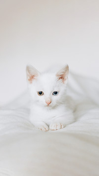 A white cat is sitting on a white chair