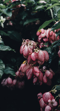 Floral B1 (33)