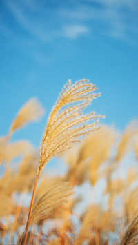 Blue sky and reeds 2