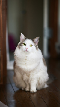 White cat sitting on wooden flooring at home