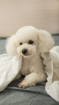 How to Train Dogs to Be Alone 5