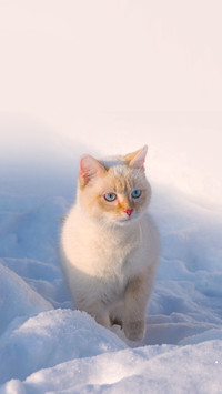 White house cat with blue eyes in snowdrift