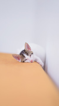 A closeup shot of an adorable cat on blurred background