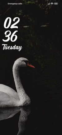 Swan Bird