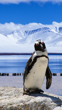 Pingu (9)