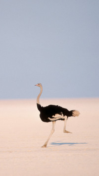 Internatioanl-ostrich