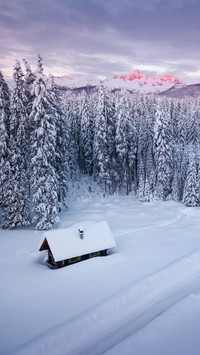 Winter Snowfield