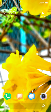 Yellow Elder_DWM2