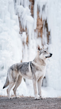 Small fresh meat in the wolf dog world 2