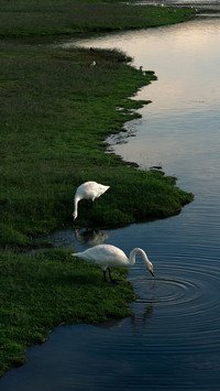 Swans playing in the water