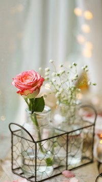 Beautiful rose in vase on table in room