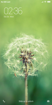 Dandelion NY
